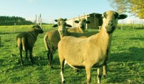 Animal Husbandry