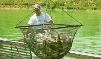 Fisheries