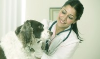 Veterinary