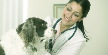 Veterinary