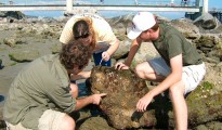 career in environmental science