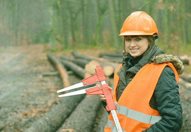 career in forestry